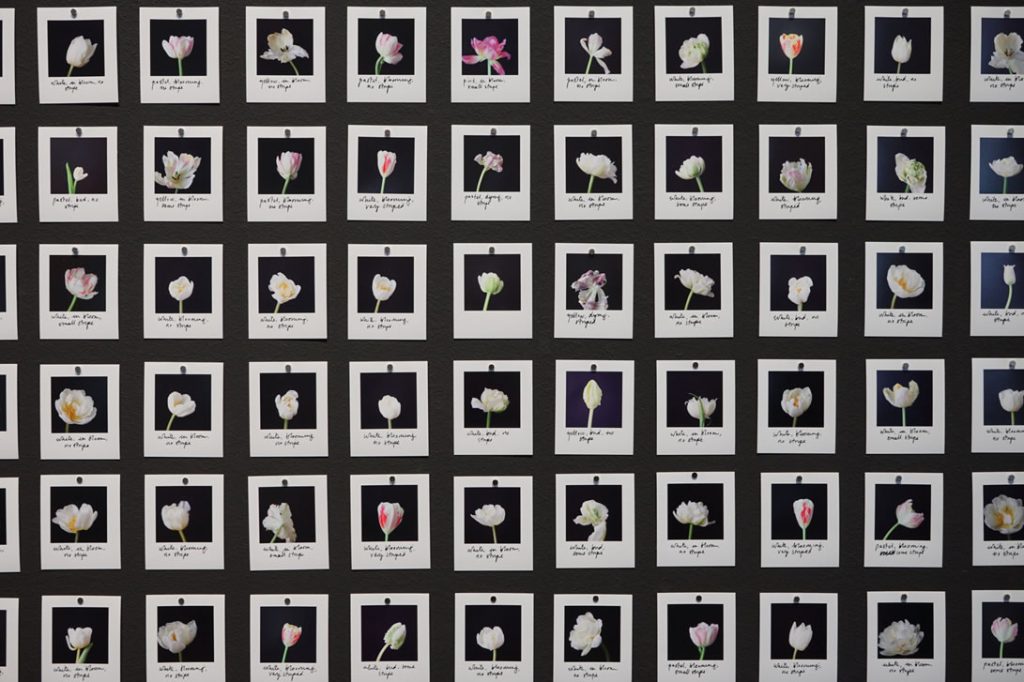 Detail of Myriad (Tulips) artwork by Anna Ridler